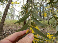Acacia leptostachya, photograph (c) Steve Fitzgerald, some rights reserved (CC BY-SA)