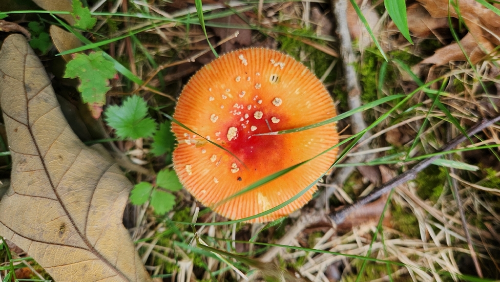 False Caesar's Mushroom · July 2026 · photo: Photo: no rights reserved · iNaturalist