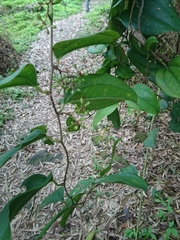 Smilax bracteata