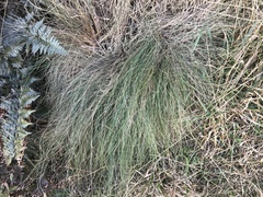 Festuca actae