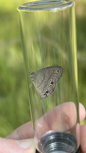 Carolina Satyr