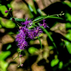 Vernonia texana