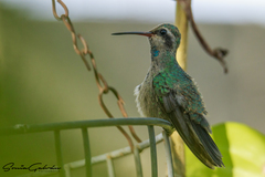 Cynanthus latirostris