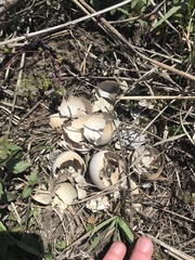 Phasianus colchicus