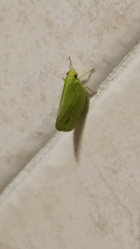 Green Cone-headed Planthopper
