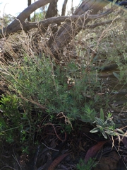 Gonocarpus elatus