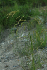 Festuca extremiorientalis