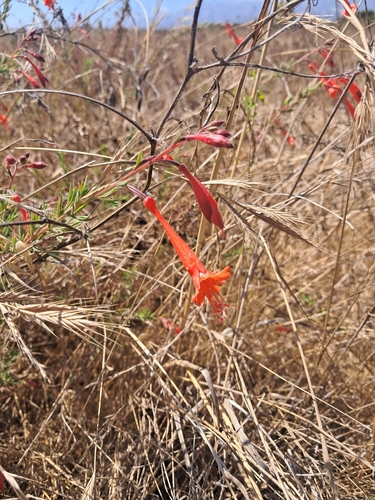 iNaturalist observation photo of California fuchsia