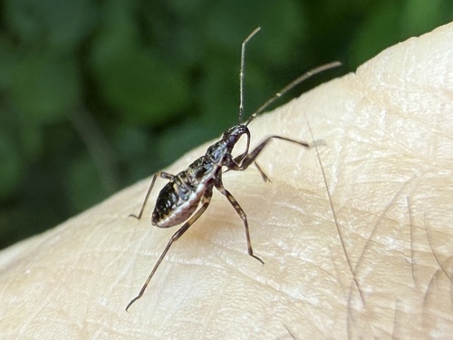 Tree Damsel Bug