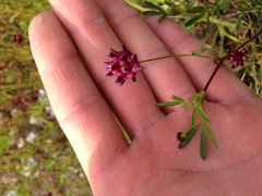 Trifolium depauperatum