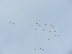 Psittacara leucophthalmus