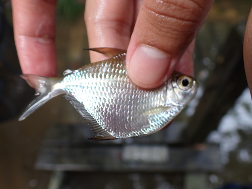 Silver dollar tetra (Poptella brevispina) — Characidae — 3