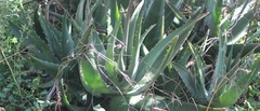 Aloe officinalis