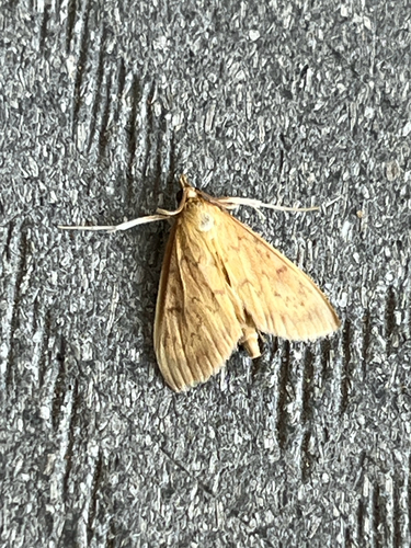 Smartweed Borer Moth photo 3