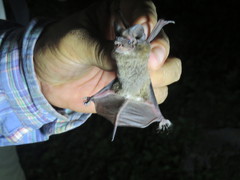 Nyctinomops laticaudatus