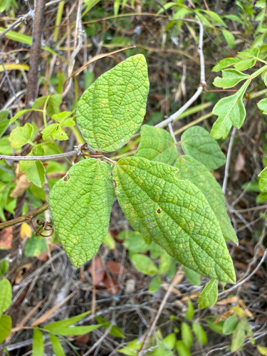 Rhynchosia reticulata observed 2026-06-29