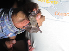 Nyctinomops laticaudatus