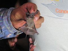 Nyctinomops laticaudatus