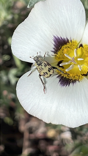 iNaturalist observation photo of Monkey Beetles