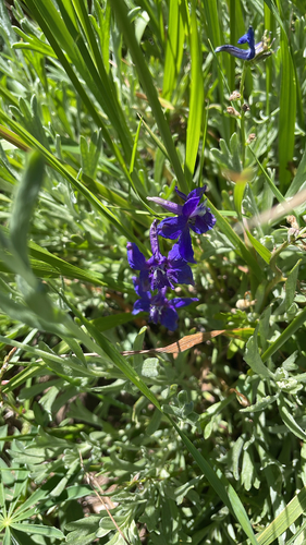 iNaturalist observation photo of larkspurs