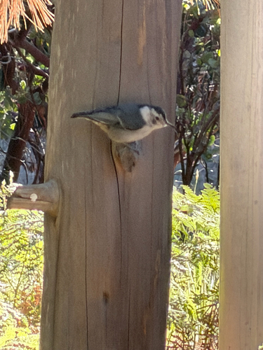iNaturalist observation photo of White-breasted Nuthatch