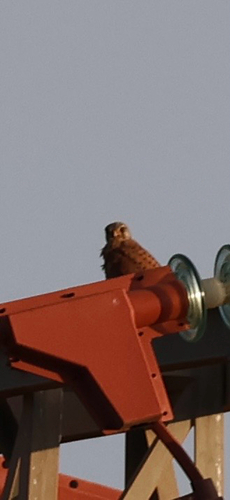 Eurasian Kestrel