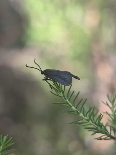 Almond-tree Leaf Skeletonizer Moth