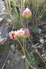 Ranunculus andersonii