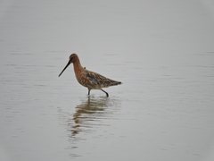 Limnodromus semipalmatus