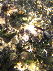 Saccostrea
