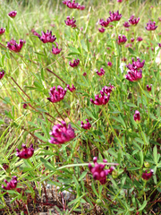 Trifolium depauperatum