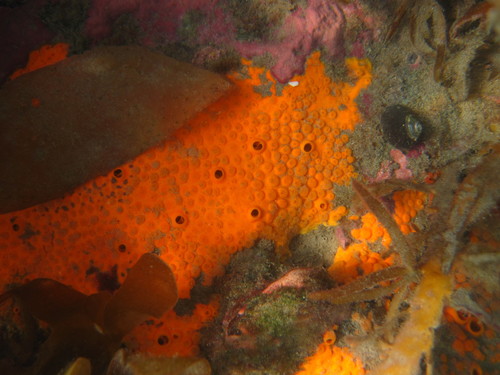 Sulphur Boring Sponge, photo 5 of 9