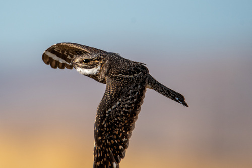 Lesser Nighthawk