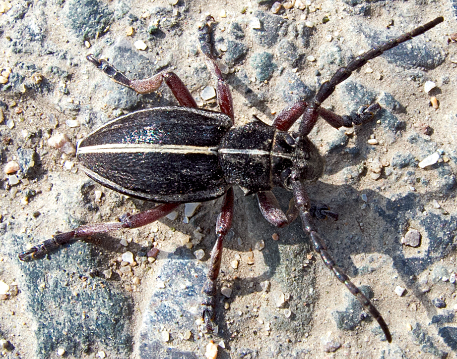 Cribridorcadion