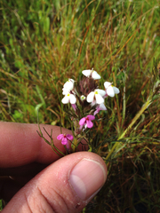 Triphysaria versicolor