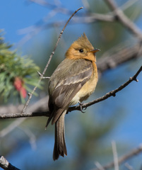Northern Tufted Flycatcher photo 3