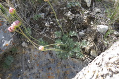 Ranunculus andersonii