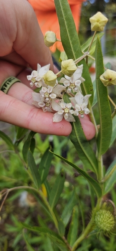 Gomphocarpus physocarpus observed 2026-06-30