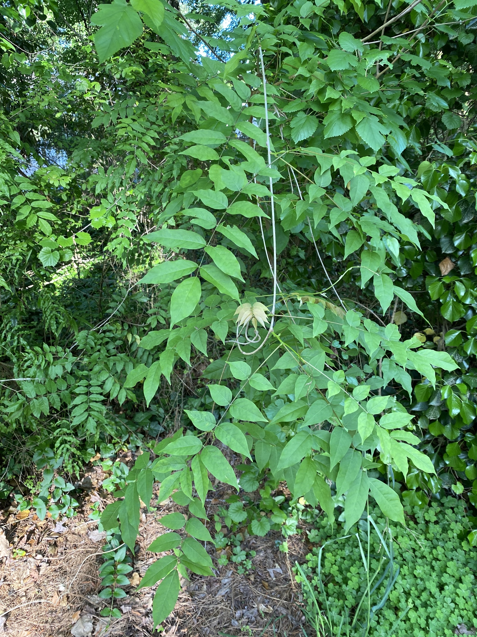 Hybrid Asian Wisteria (Wisteria ×)