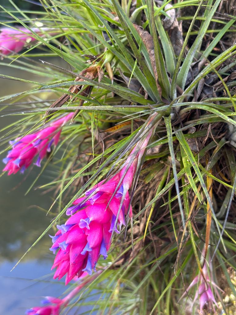 Tillandsia stricta rosette detail