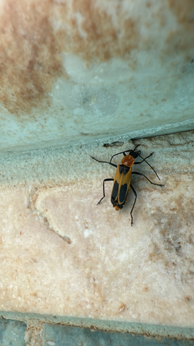 Chauliognathus omissus observed 2026-07-02