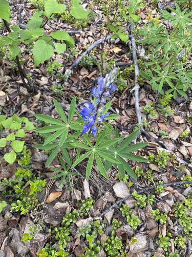 Arctic Lupine