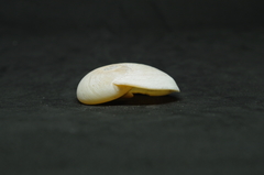 Hypterita helicoides