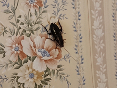 Drymaplaneta communis