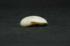 Hypterita helicoides