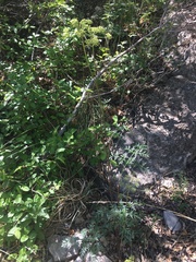 Cymopterus longiradiatus