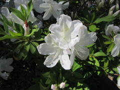 Rhododendron