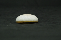 Hypterita helicoides