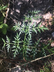 Cymopterus longiradiatus