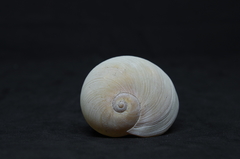 Hypterita helicoides